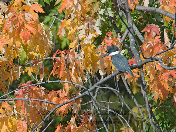 Megaceryle alcyon  BELTED KINGFISHER 9005686