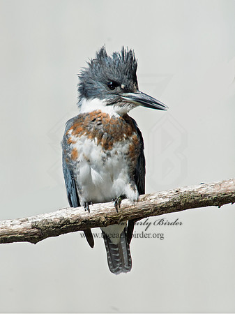 Megaceryle alcyon  BELTED KINGFISHER 9005701