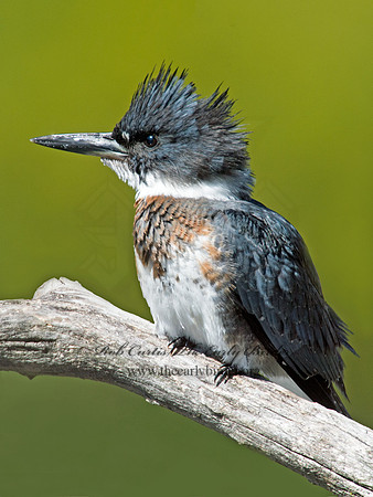 Megaceryle alcyon  BELTED KINGFISHER 9005711