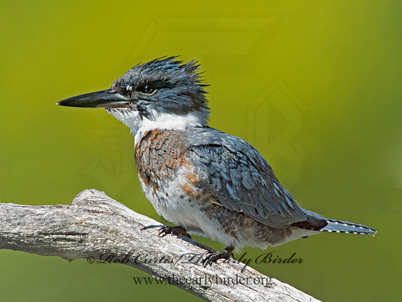 Megaceryle alcyon  BELTED KINGFISHER 9005707