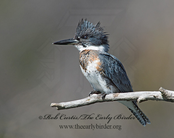 Megaceryle alcyon  BELTED KINGFISHER 9005713