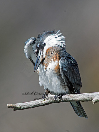 Megaceryle alcyon  BELTED KINGFISHER 9005721
