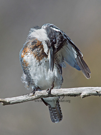 Megaceryle alcyon  BELTED KINGFISHER 9005722