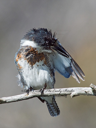 Megaceryle alcyon  BELTED KINGFISHER 9005723