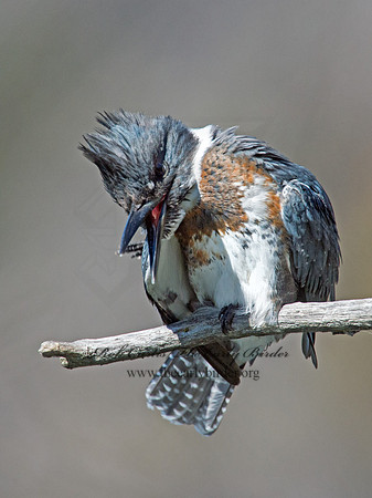 Megaceryle alcyon  BELTED KINGFISHER 9005729