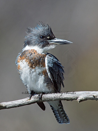 Megaceryle alcyon  BELTED KINGFISHER 9005732