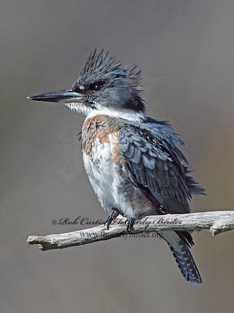 Megaceryle alcyon  BELTED KINGFISHER 9005733