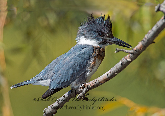 Megaceryle alcyon  BELTED KINGFISHER 9005736