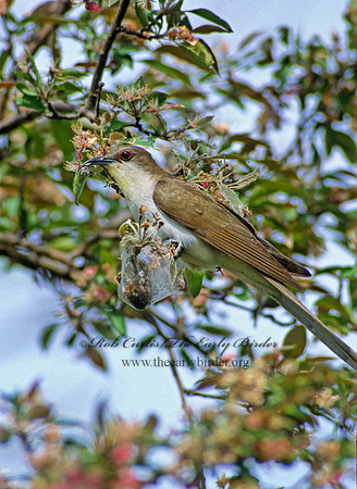Coccyzus erythropthalmus  BLACK-BILLED CUCKOO 39816