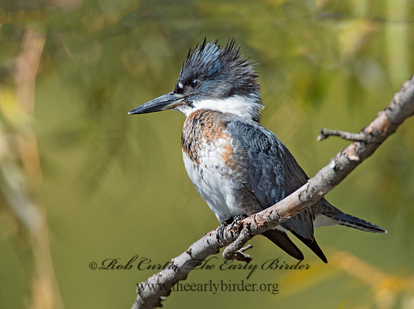 Megaceryle alcyon  BELTED KINGFISHER 9005743