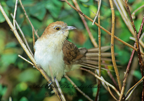 Coccyzus erythropthalmus  BLACK-BILLED CUCKOO 79509