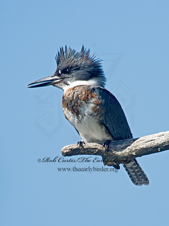 Megaceryle alcyon  BELTED KINGFISHER 9005765