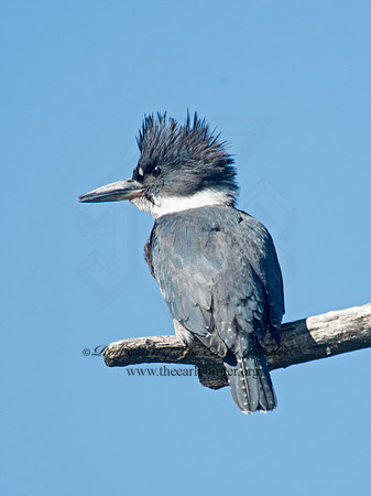 Megaceryle alcyon  BELTED KINGFISHER 9005766