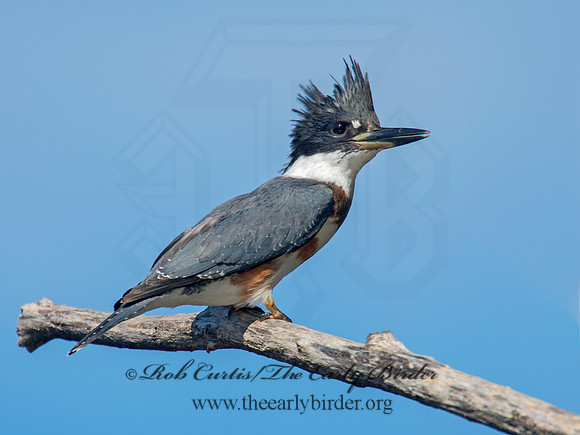 Megaceryle alcyon  BELTED KINGFISHER 9005813
