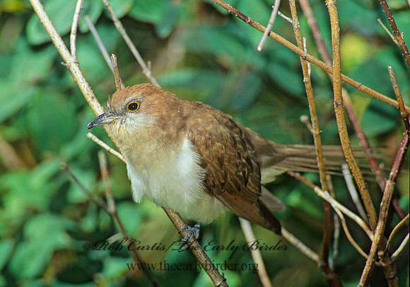 Coccyzus erythropthalmus  BLACK-BILLED CUCKOO 79531