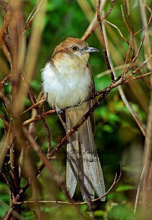 Coccyzus erythropthalmus  BLACK-BILLED CUCKOO 79502