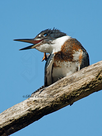 Megaceryle alcyon  BELTED KINGFISHER 9005818