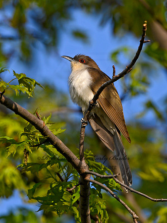 Coccyzus erythropthalmus  BLACK-BILLED CUCKOO 1302846