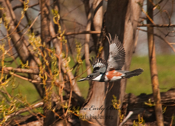 Megaceryle alcyon  BELTED KINGFISHER 3001820