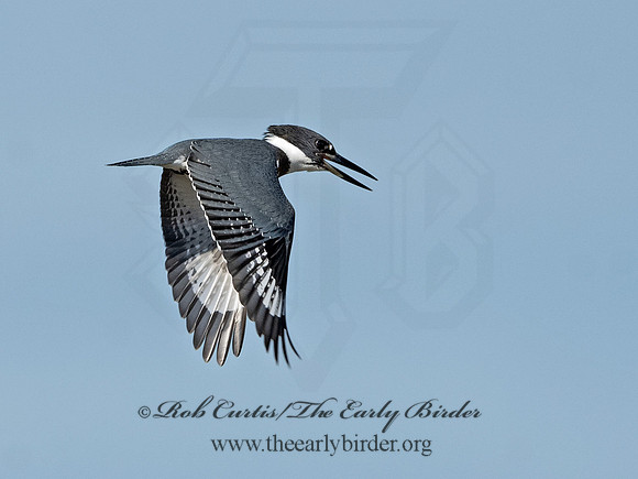 Megaceryle alcyon  BELTED KINGFISHER 3026402