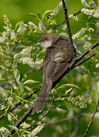 Coccyzus erythropthalmus  BLACK-BILLED CUCKOO 9001736