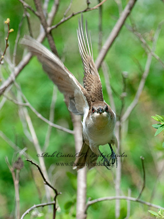 Coccyzus erythropthalmus  BLACK-BILLED CUCKOO 8032765