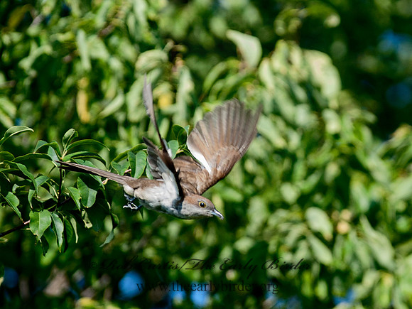 Coccyzus erythropthalmus  BLACK-BILLED CUCKOO 8028957
