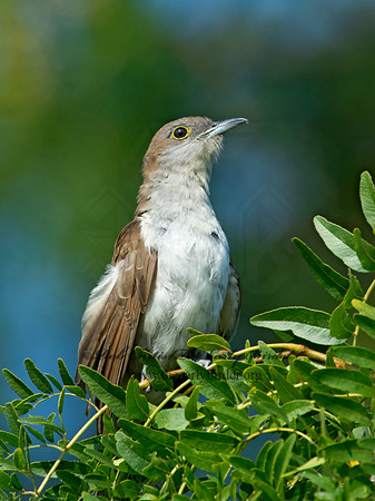 Coccyzus erythropthalmus  BLACK-BILLED CUCKOO 9003985