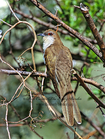Coccyzus erythropthalmus  BLACK-BILLED CUCKOO 299835
