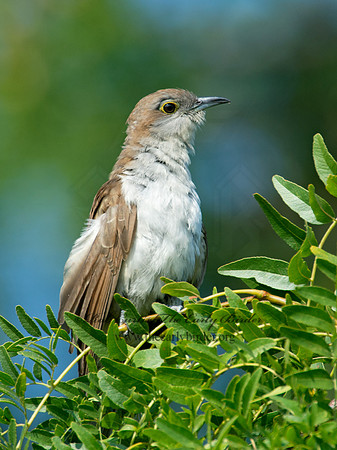 Coccyzus erythropthalmus  BLACK-BILLED CUCKOO 9003987
