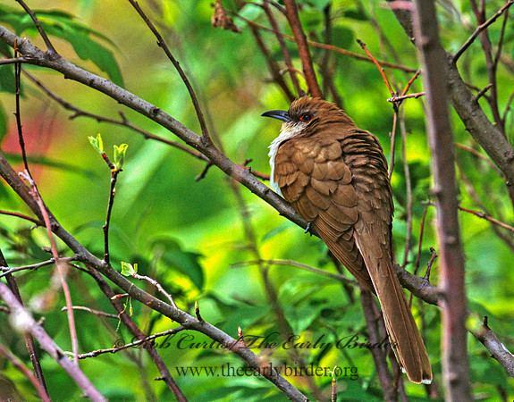 Coccyzus erythropthalmus  BLACK-BILLED CUCKOO 299805