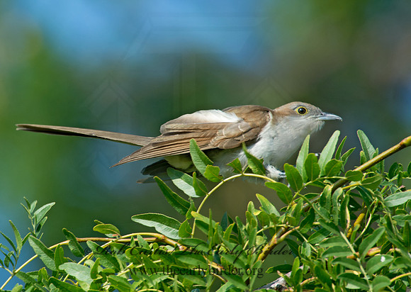 Coccyzus erythropthalmus  BLACK-BILLED CUCKOO 9003988