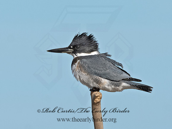 Megaceryle alcyon  BELTED KINGFISHER 3026407