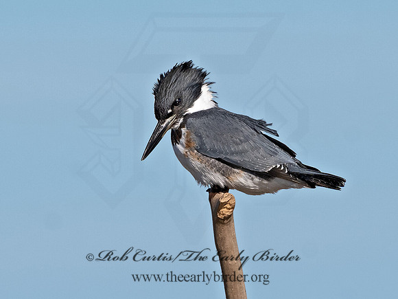 Megaceryle alcyon  BELTED KINGFISHER 3026408