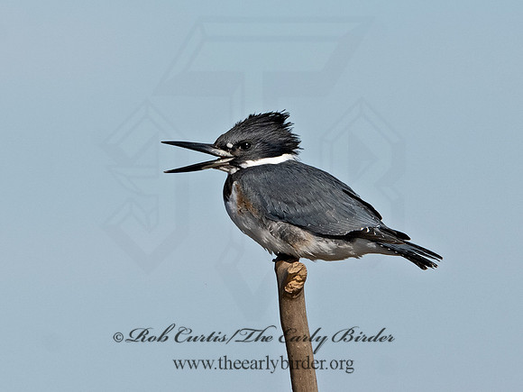 Megaceryle alcyon  BELTED KINGFISHER 3026415