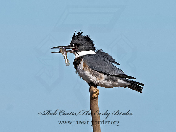 Megaceryle alcyon  BELTED KINGFISHER 3026403