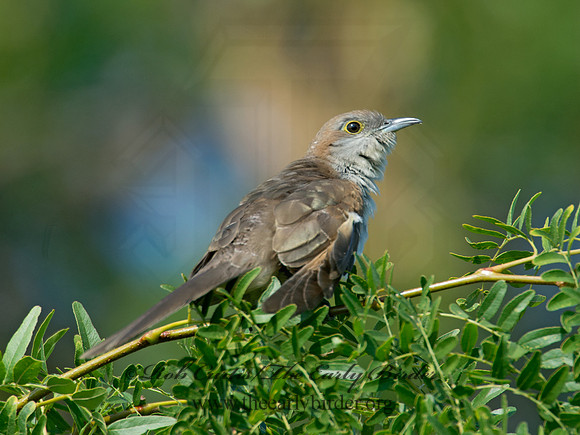 Coccyzus erythropthalmus  BLACK-BILLED CUCKOO 9003990