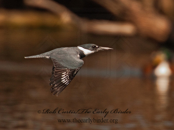 Megaceryle alcyon  BELTED KINGFISHER 3001822