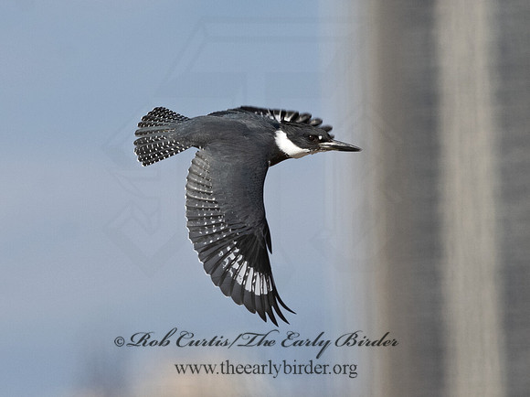 Megaceryle alcyon  BELTED KINGFISHER 3026926
