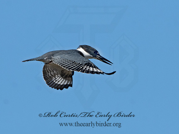 Megaceryle alcyon  BELTED KINGFISHER 3026419