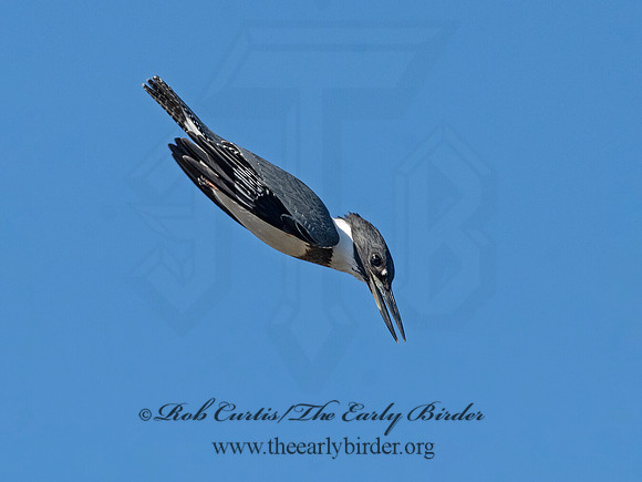 Megaceryle alcyon  BELTED KINGFISHER 3026691