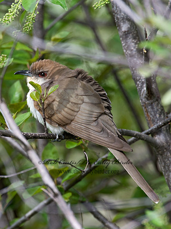 Coccyzus erythropthalmus  BLACK-BILLED CUCKOO 9021845 copy