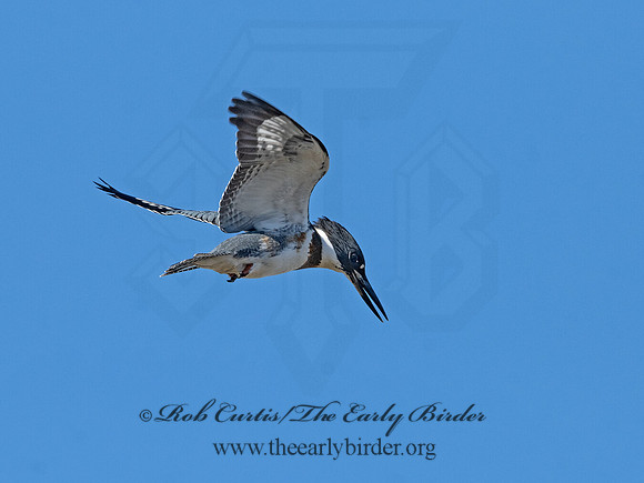 Megaceryle alcyon  BELTED KINGFISHER 3026688
