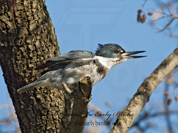 Megaceryle alcyon  BELTED KINGFISHER 5018746