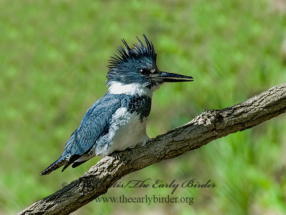 Megaceryle alcyon  BELTED KINGFISHER 6003334