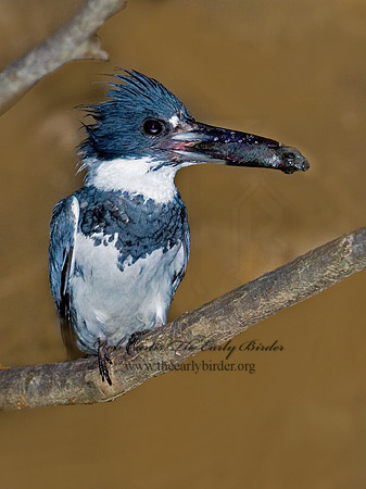 Megaceryle alcyon  BELTED KINGFISHER 6007038