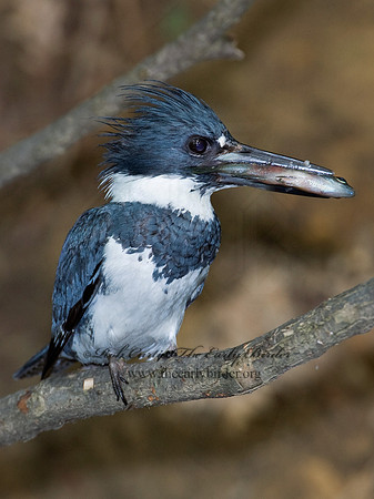 Megaceryle alcyon  BELTED KINGFISHER 6007044