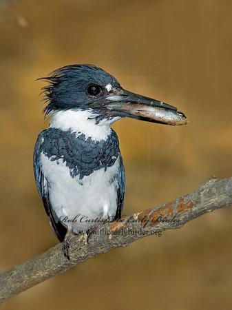 Megaceryle alcyon  BELTED KINGFISHER 6007049