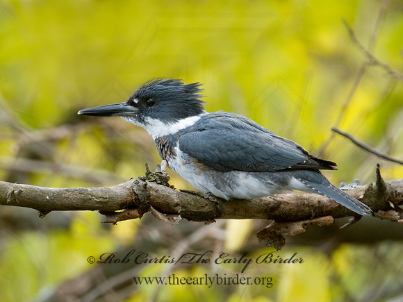 Megaceryle alcyon  BELTED KINGFISHER 6017977
