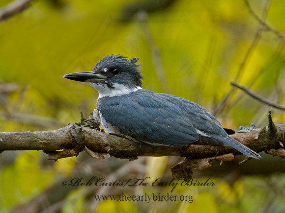 Megaceryle alcyon  BELTED KINGFISHER 6017980